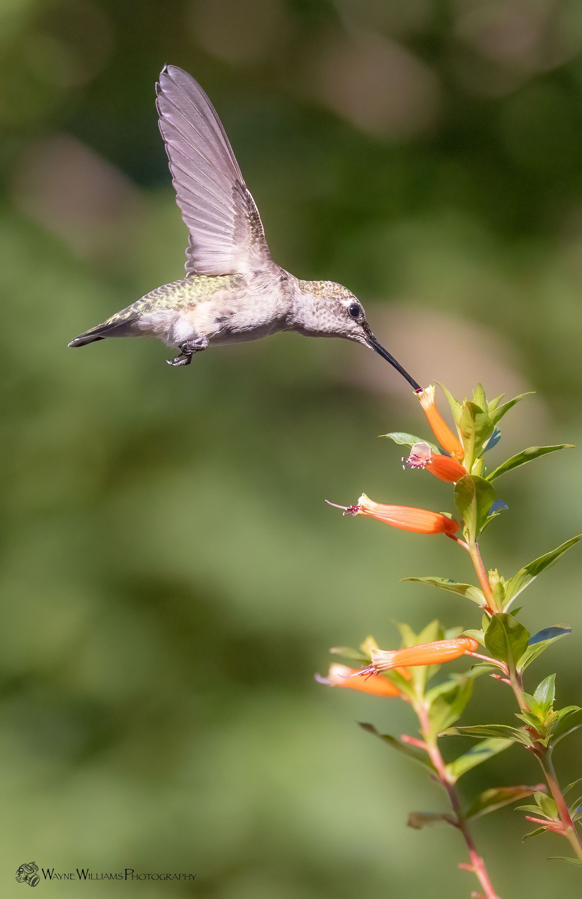 A hummingbird is flying over a flower with a long beak.