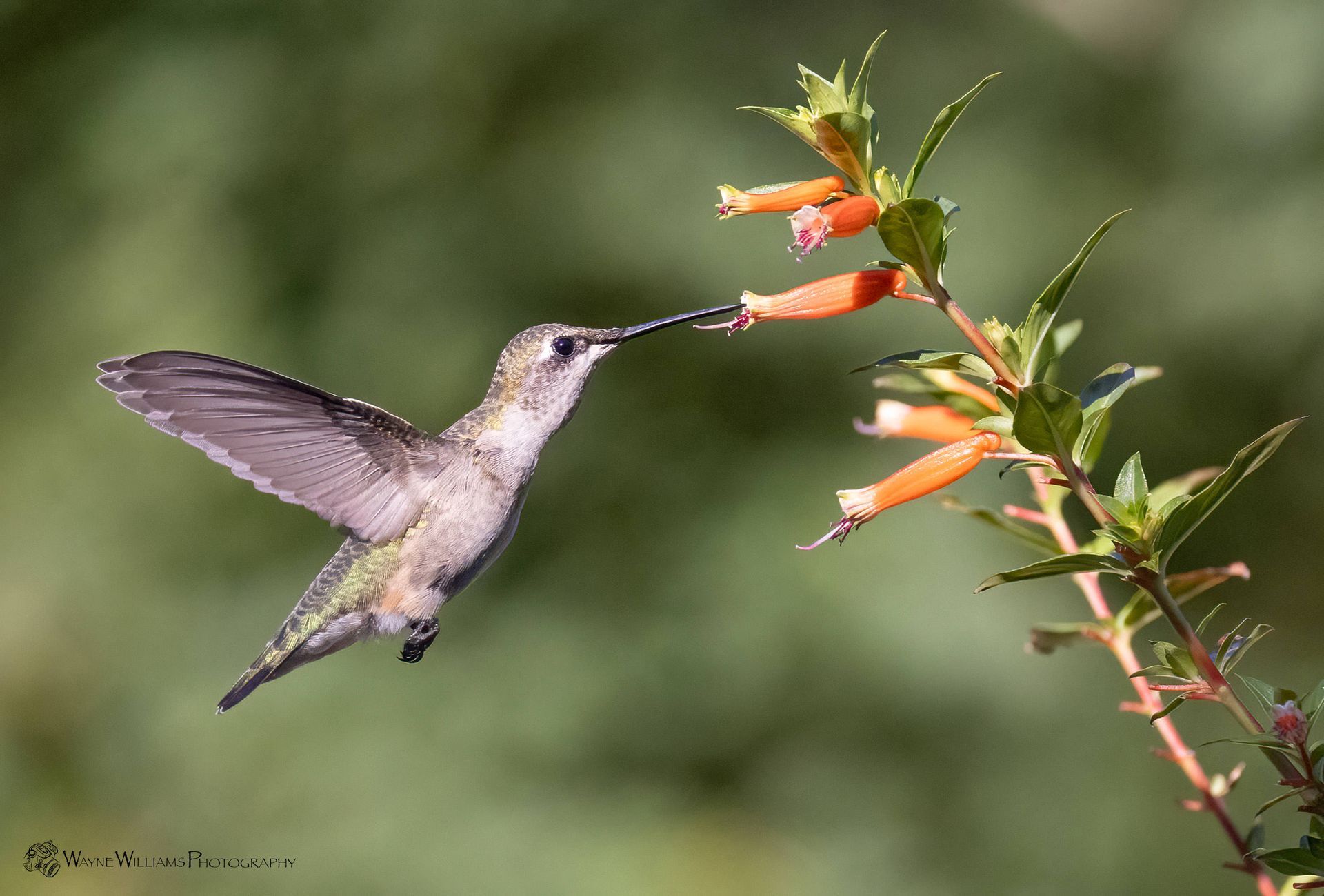 A hummingbird is flying towards a flower with a long beak.