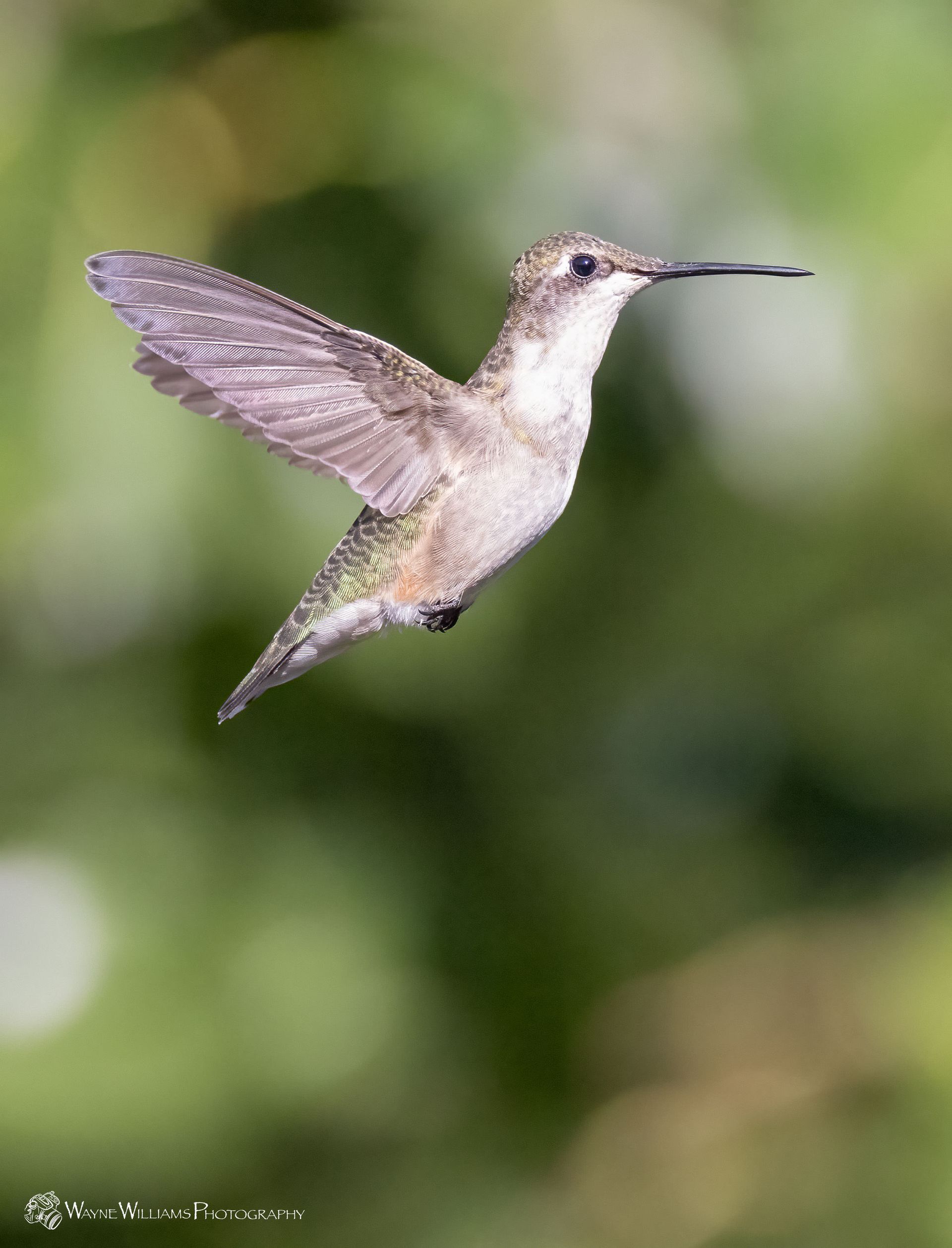 A hummingbird is flying in the air with its wings spread.
