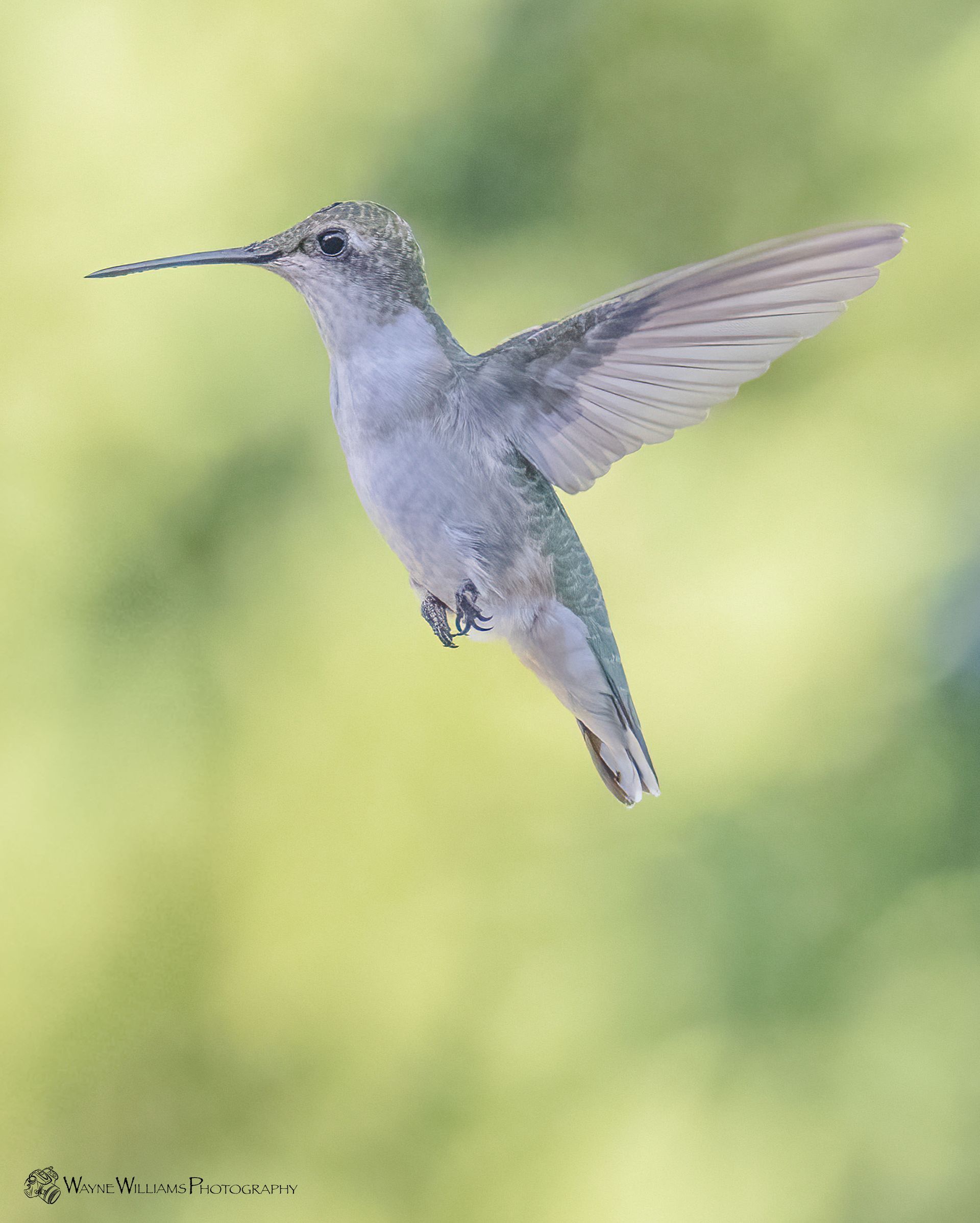 A hummingbird is flying in the air with a green background.