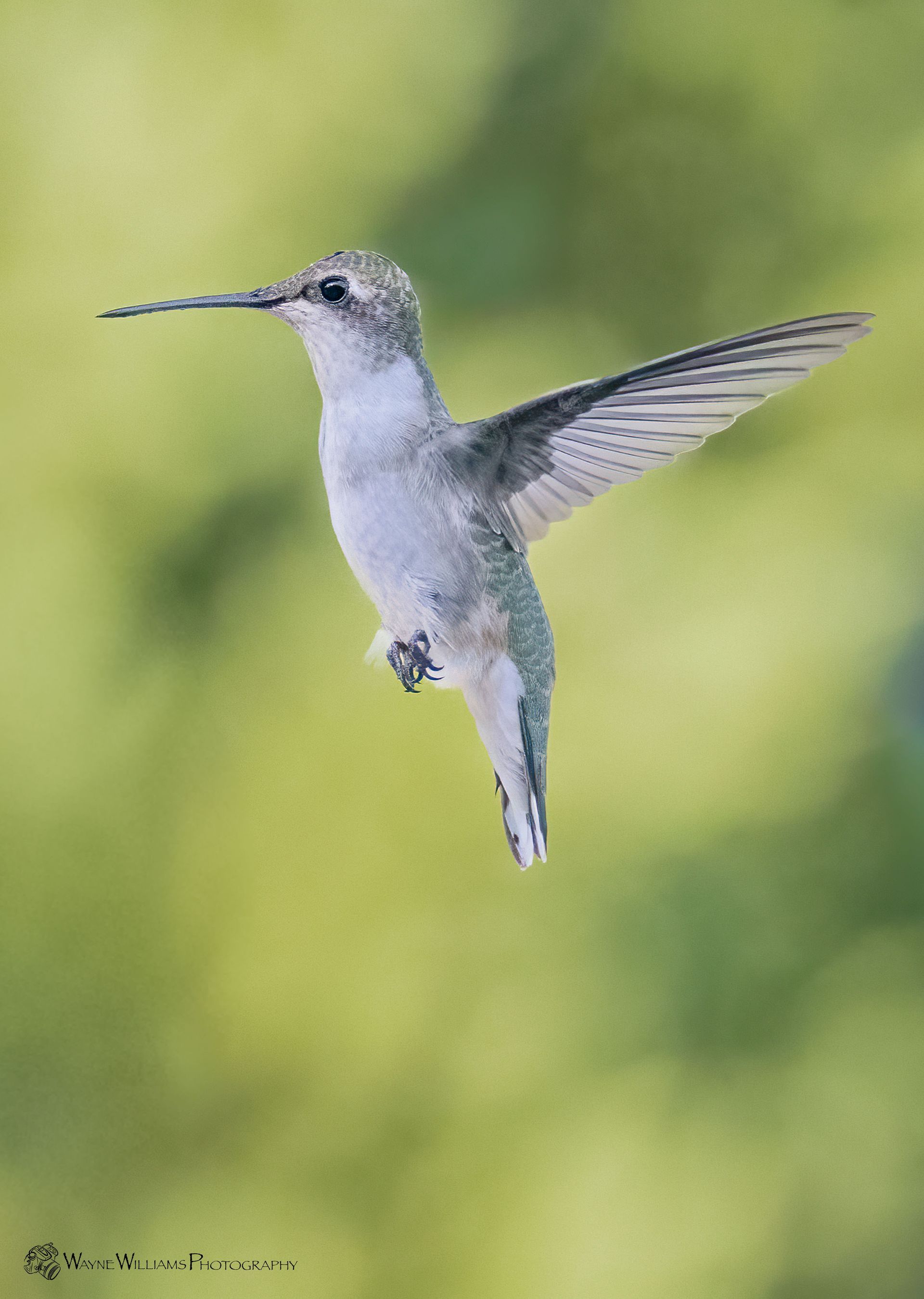 A hummingbird is flying in the air with a green background.