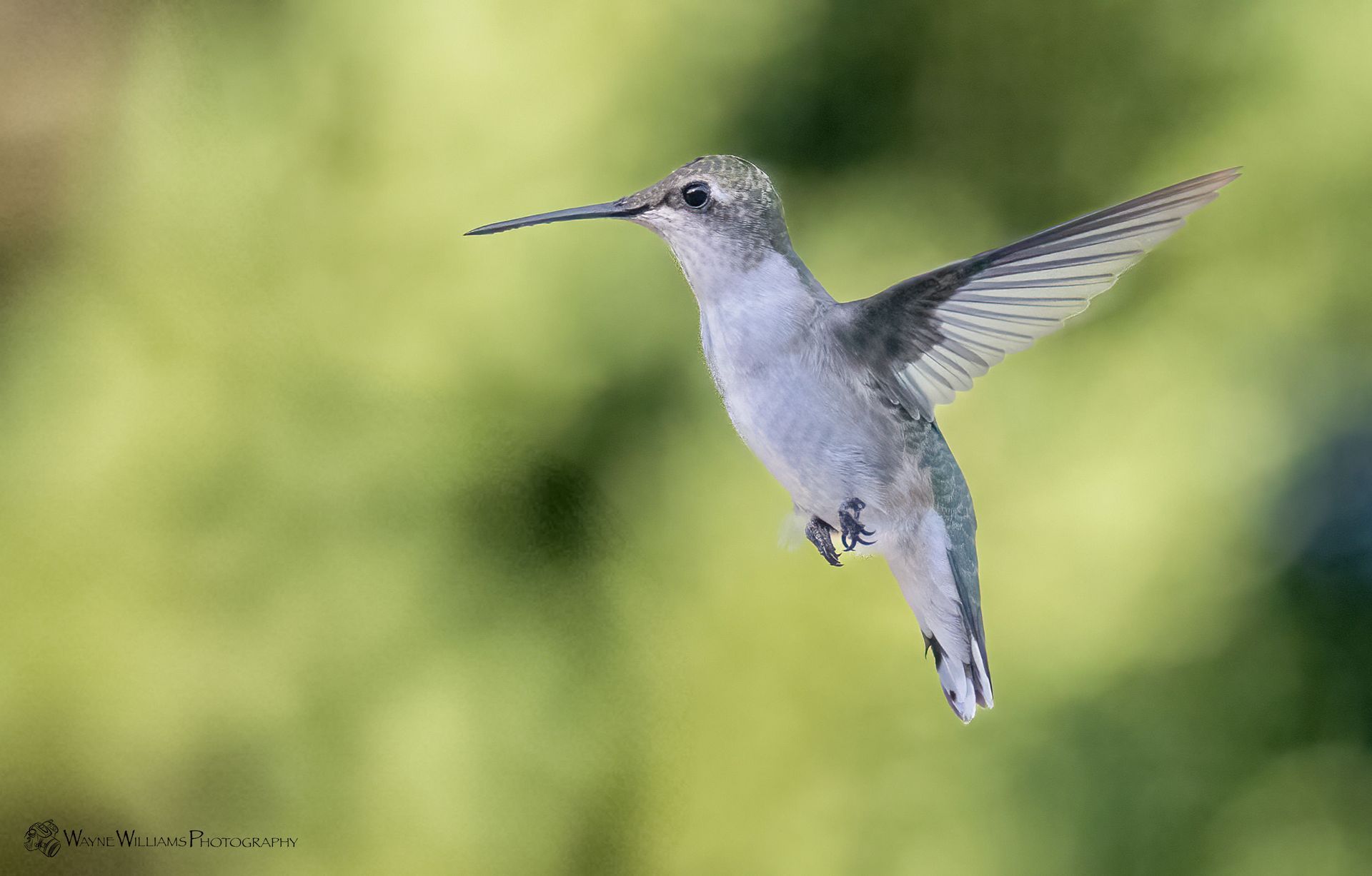 A hummingbird is flying in the air with a green background.