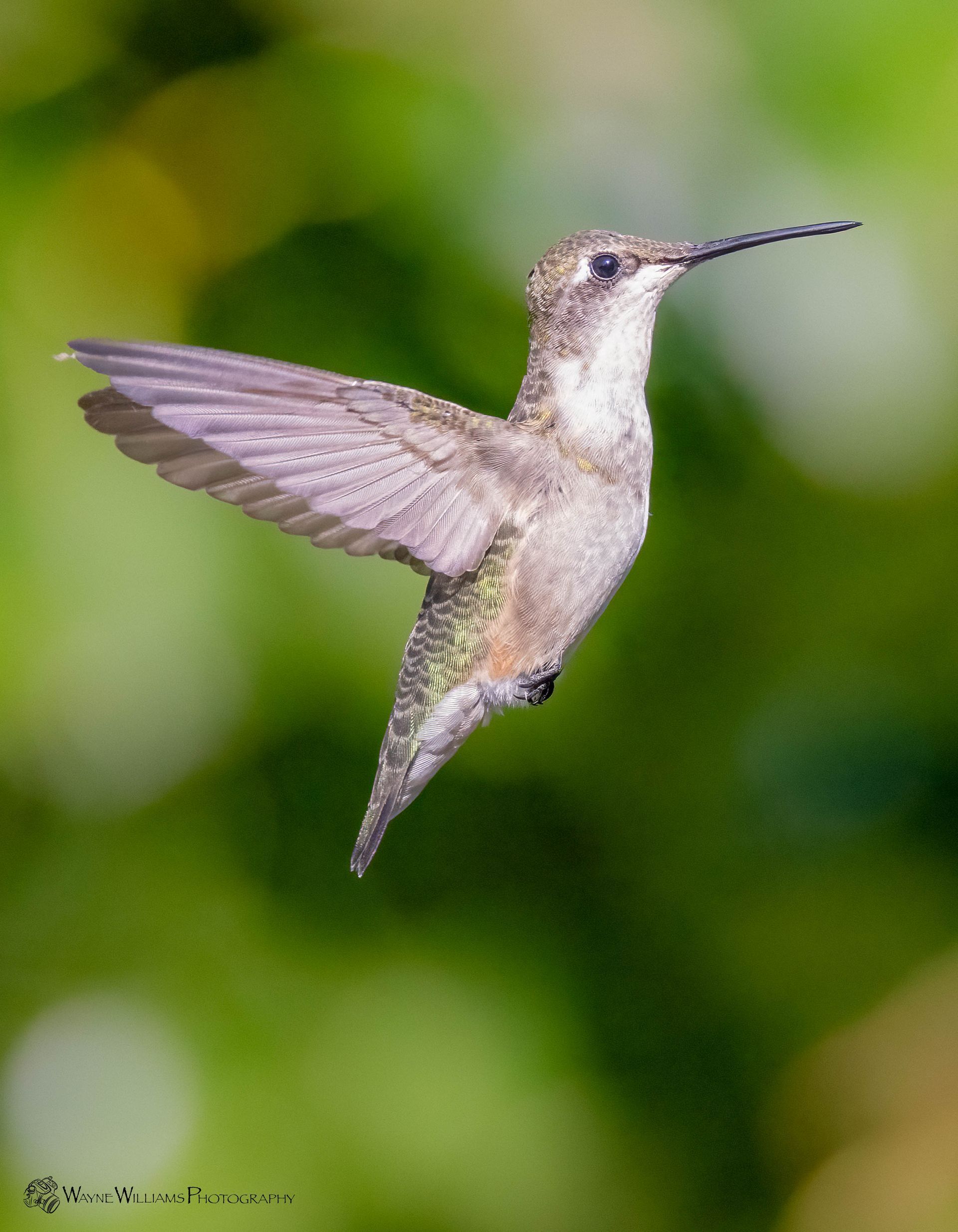 A hummingbird is flying in the air with its wings spread