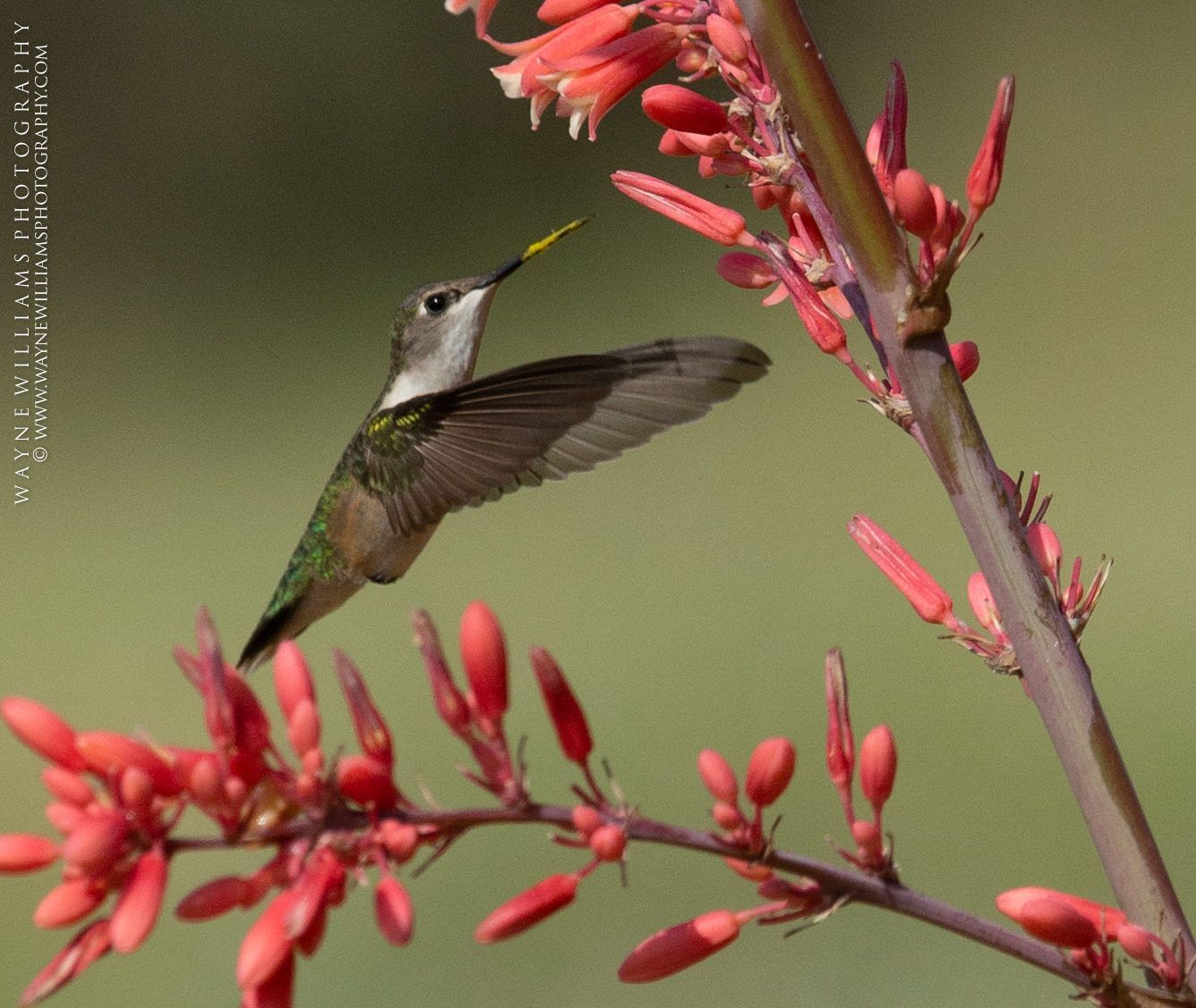 A hummingbird is perched on a red flower