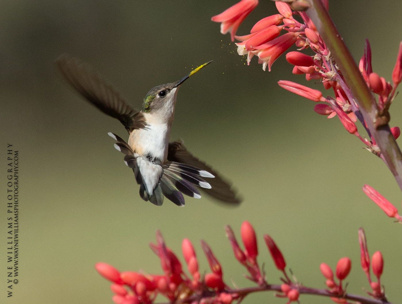 A hummingbird with a yellow beak is flying near some red flowers