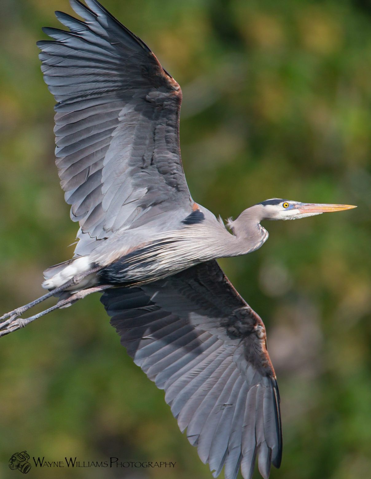 A great blue heron is flying through the air with its wings spread.
