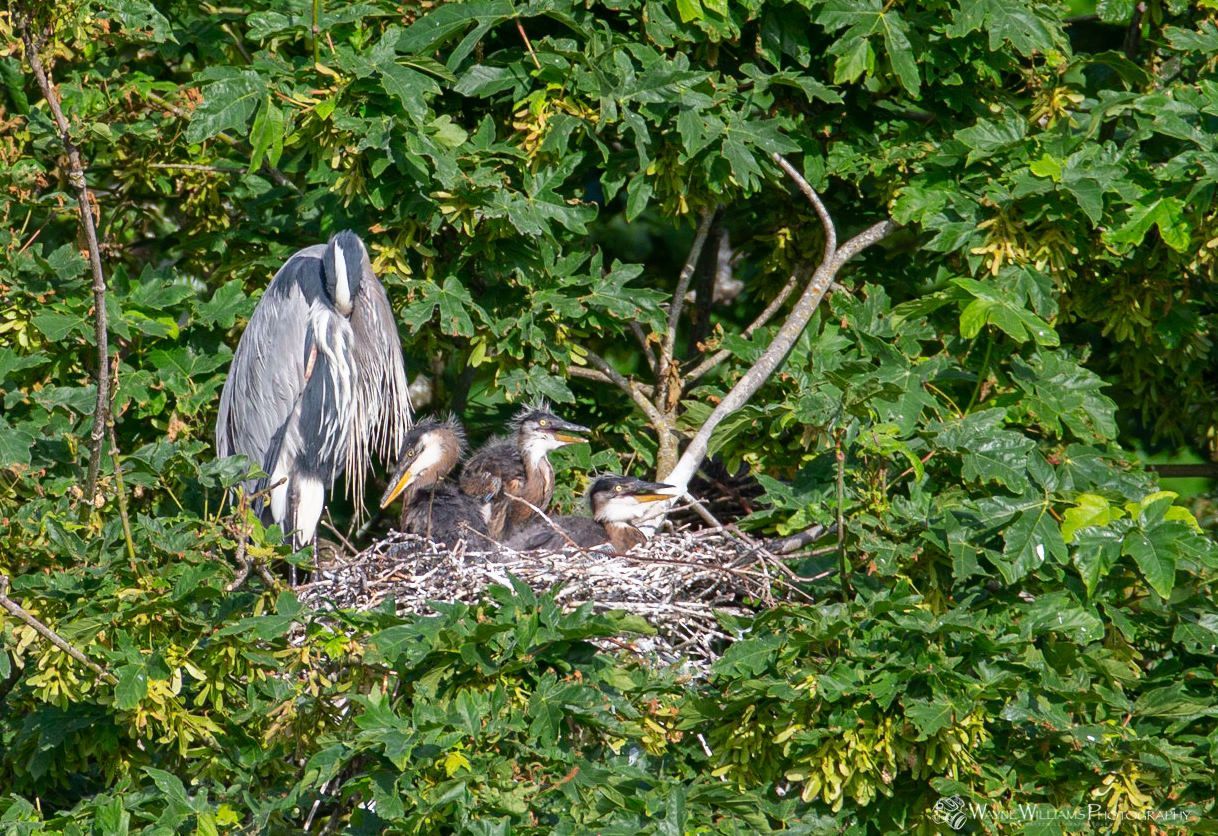 A heron and her chicks are sitting in a nest in a tree.