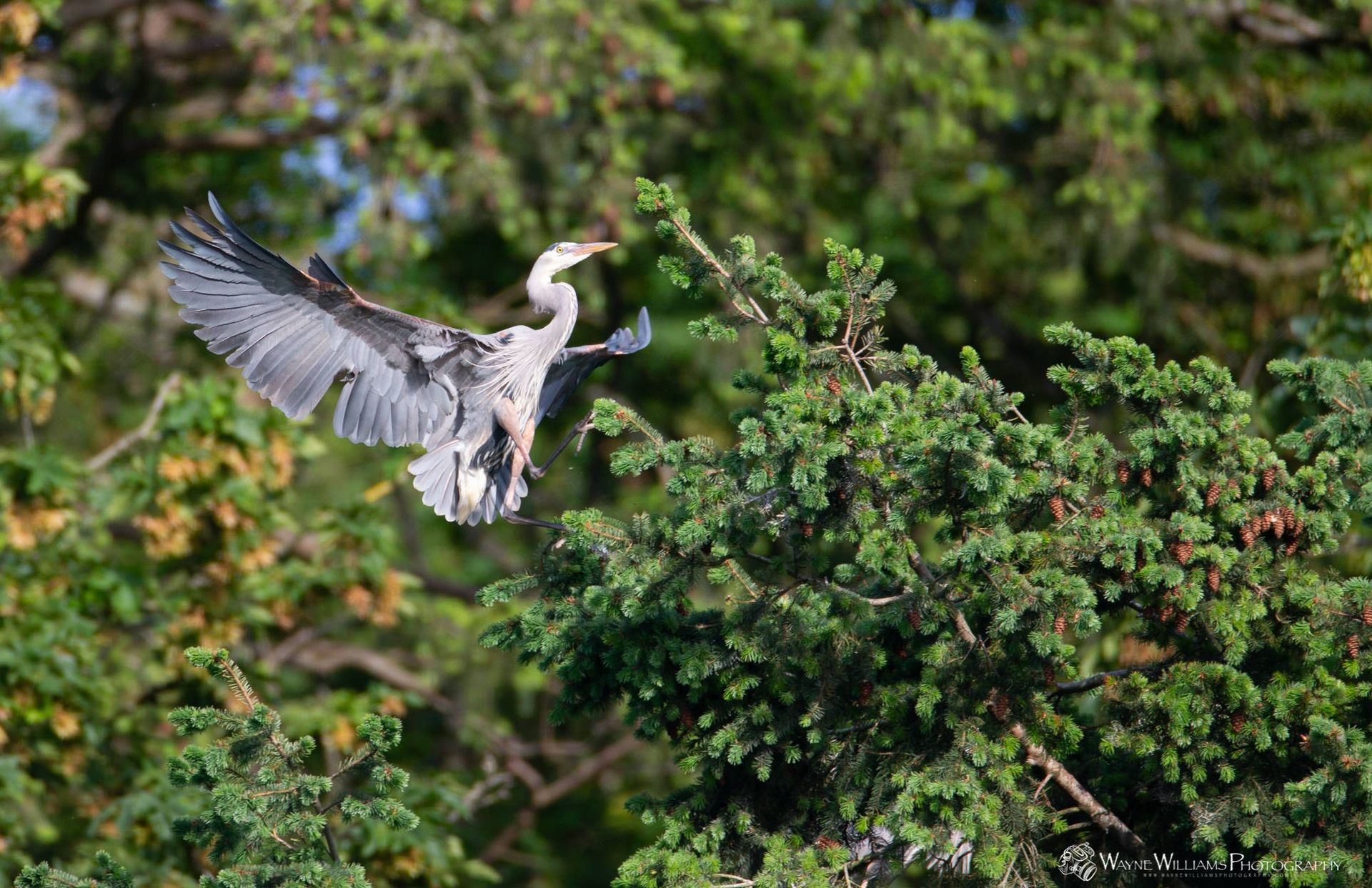 A bird is flying over a tree branch.