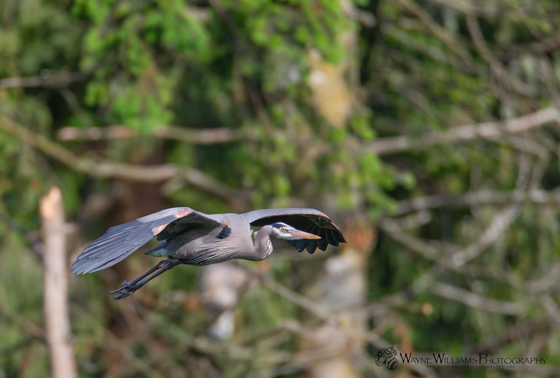 A great blue heron is flying over a body of water.