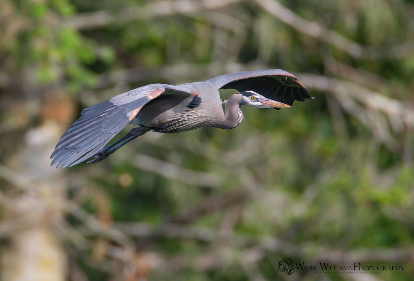 A great blue heron is flying over a tree.
