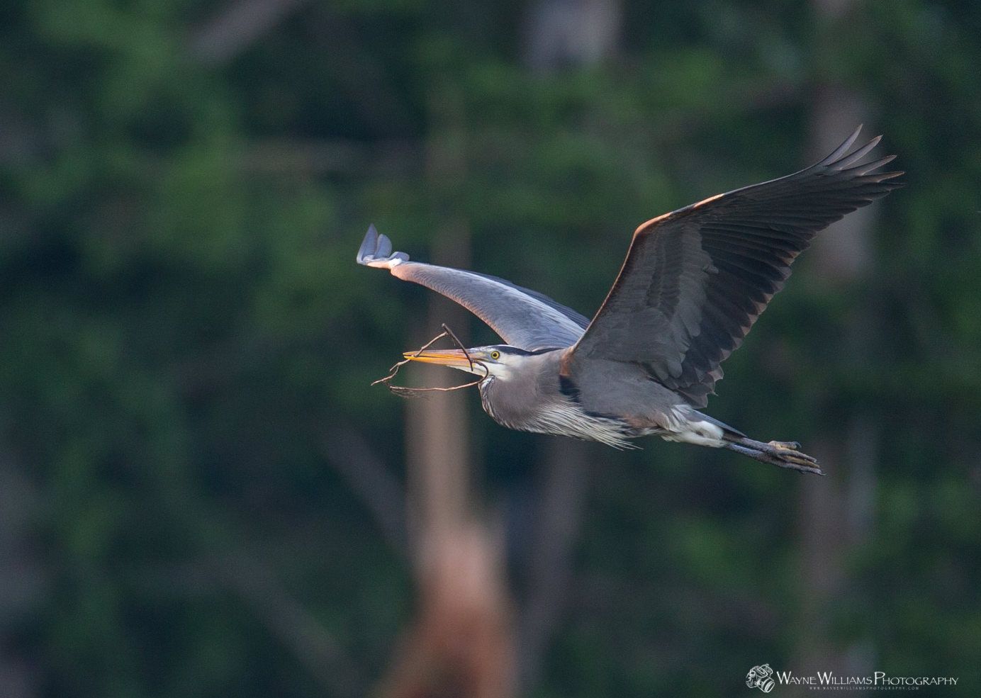 A great blue heron is flying through the air with a fish in its beak.