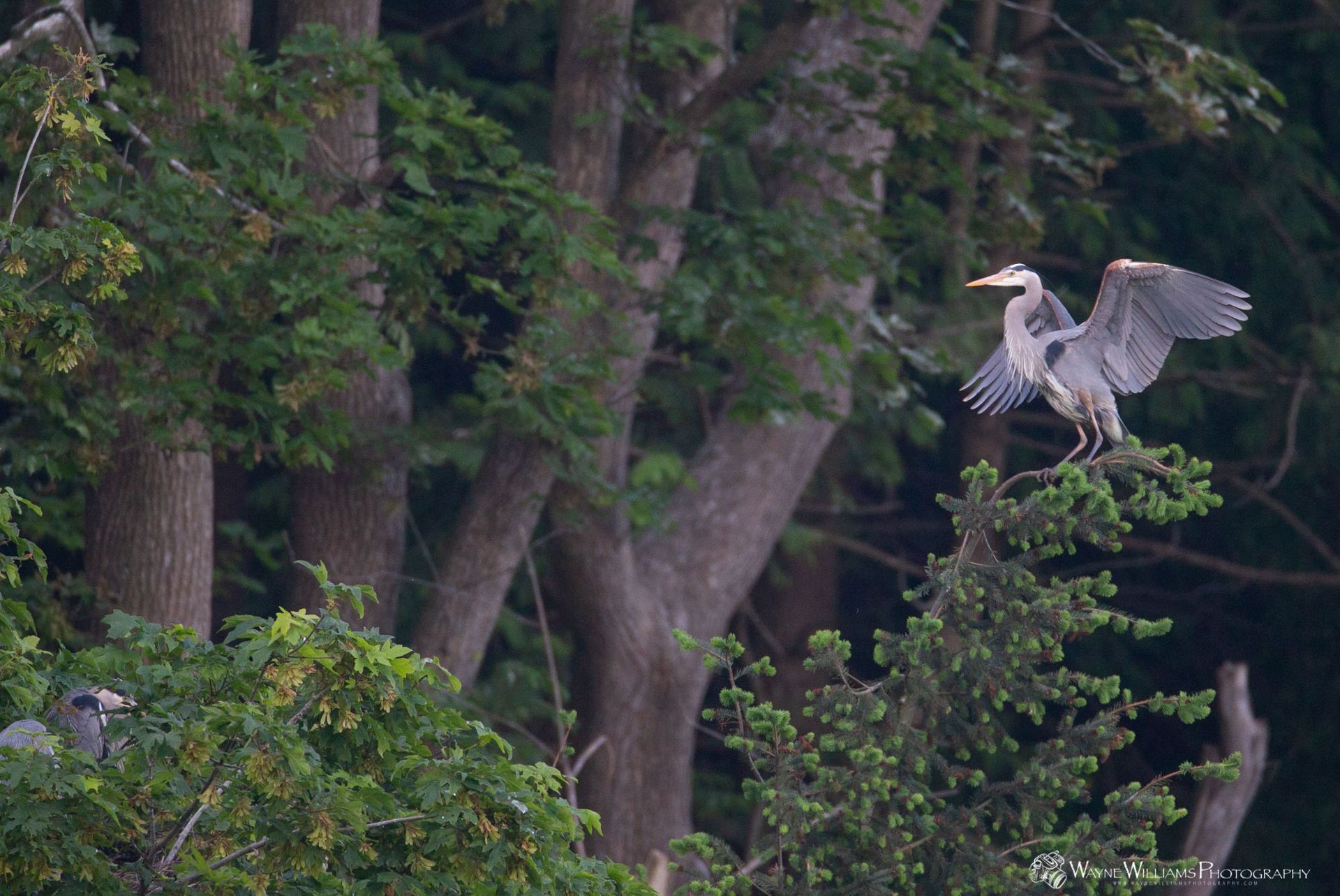 A bird is perched on a tree branch in the woods.
