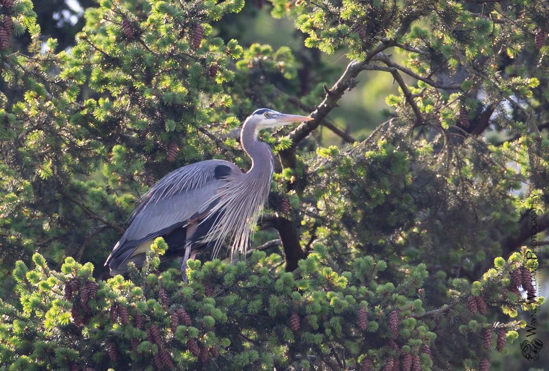 A great blue heron is perched on a tree branch.