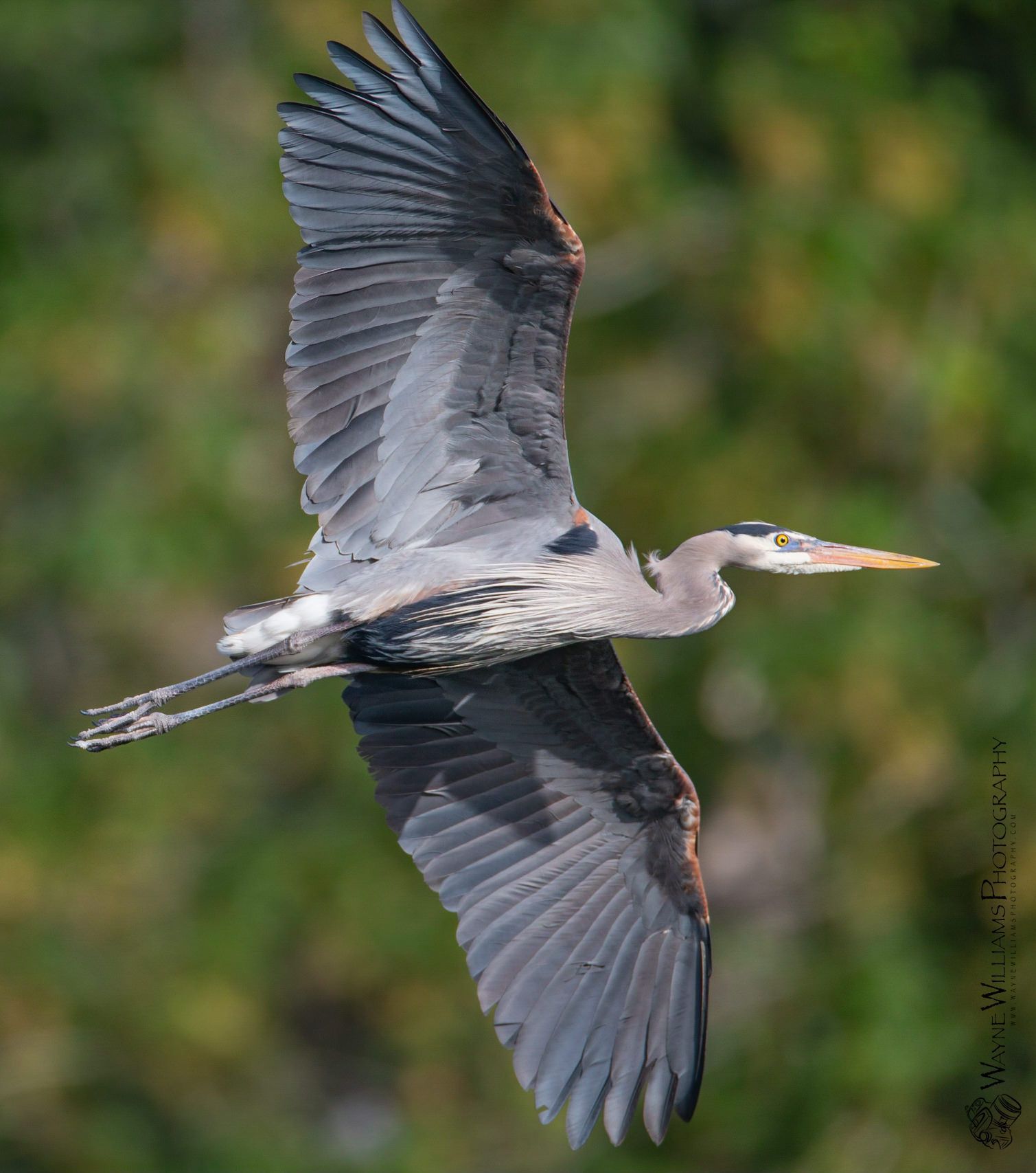 A great blue heron is flying through the air with its wings spread.