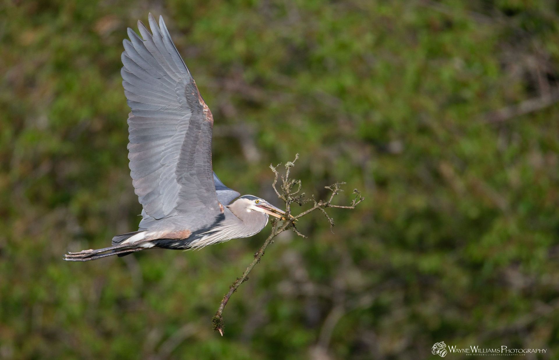 A bird is flying with a branch in its beak.