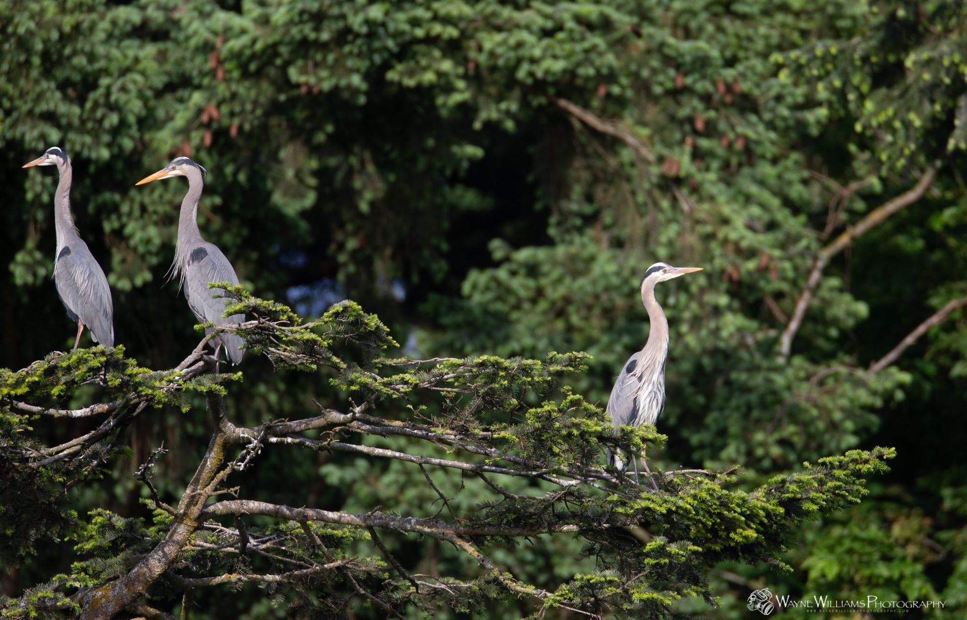 Three birds are perched on a tree branch.