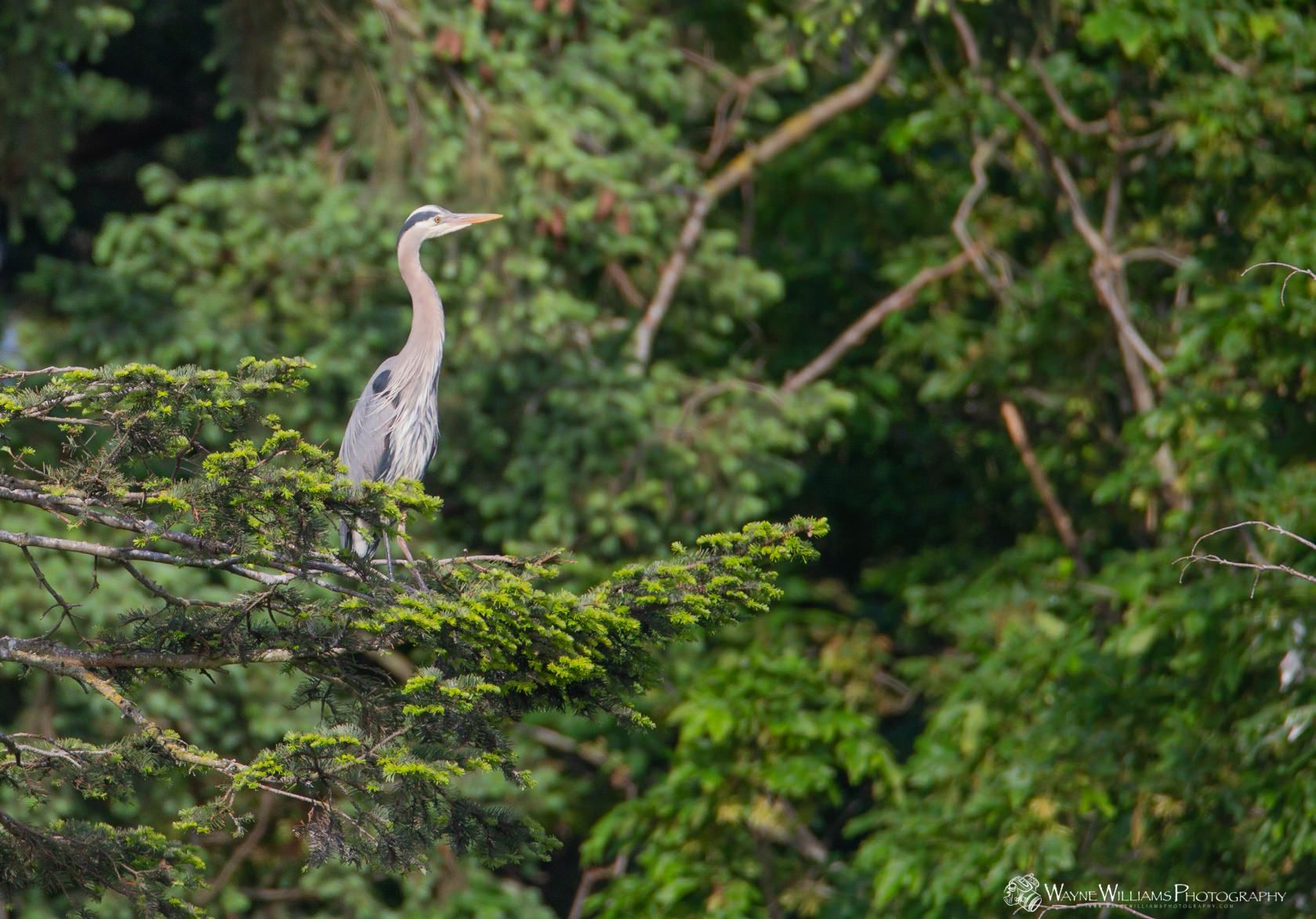 A bird is perched on a tree branch in the woods.