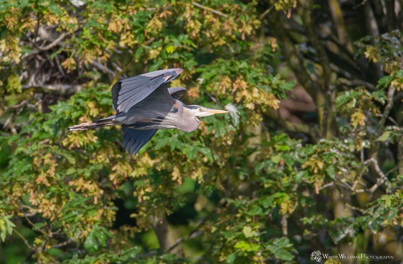 A great blue heron is flying over a tree.