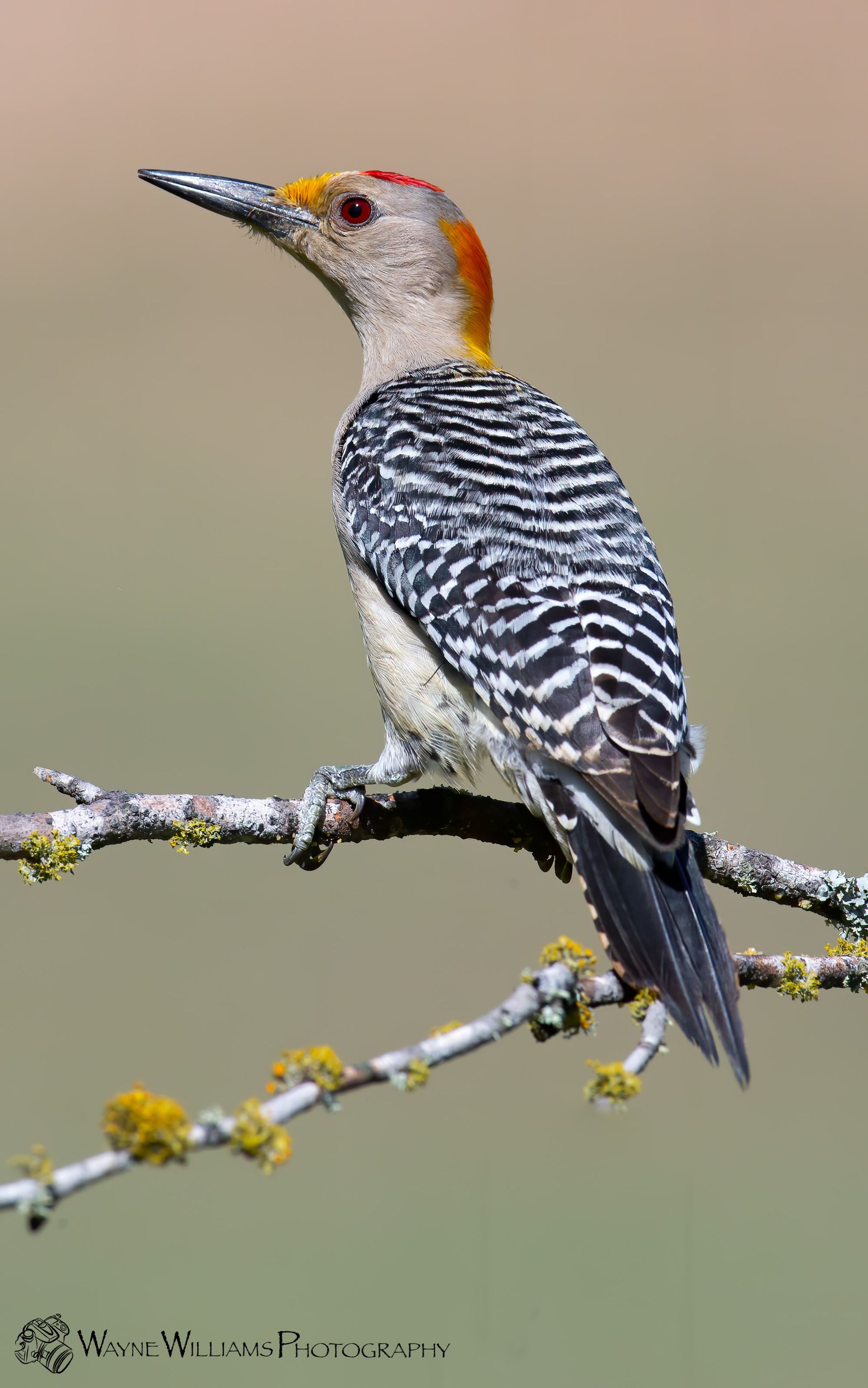 A yellow headed woodpecker perched on a tree branch.