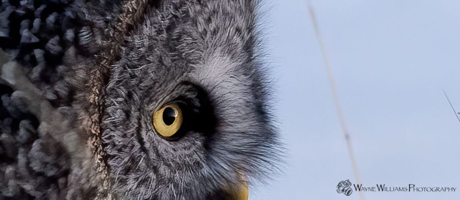 A close up of an owl 's face with yellow eyes.