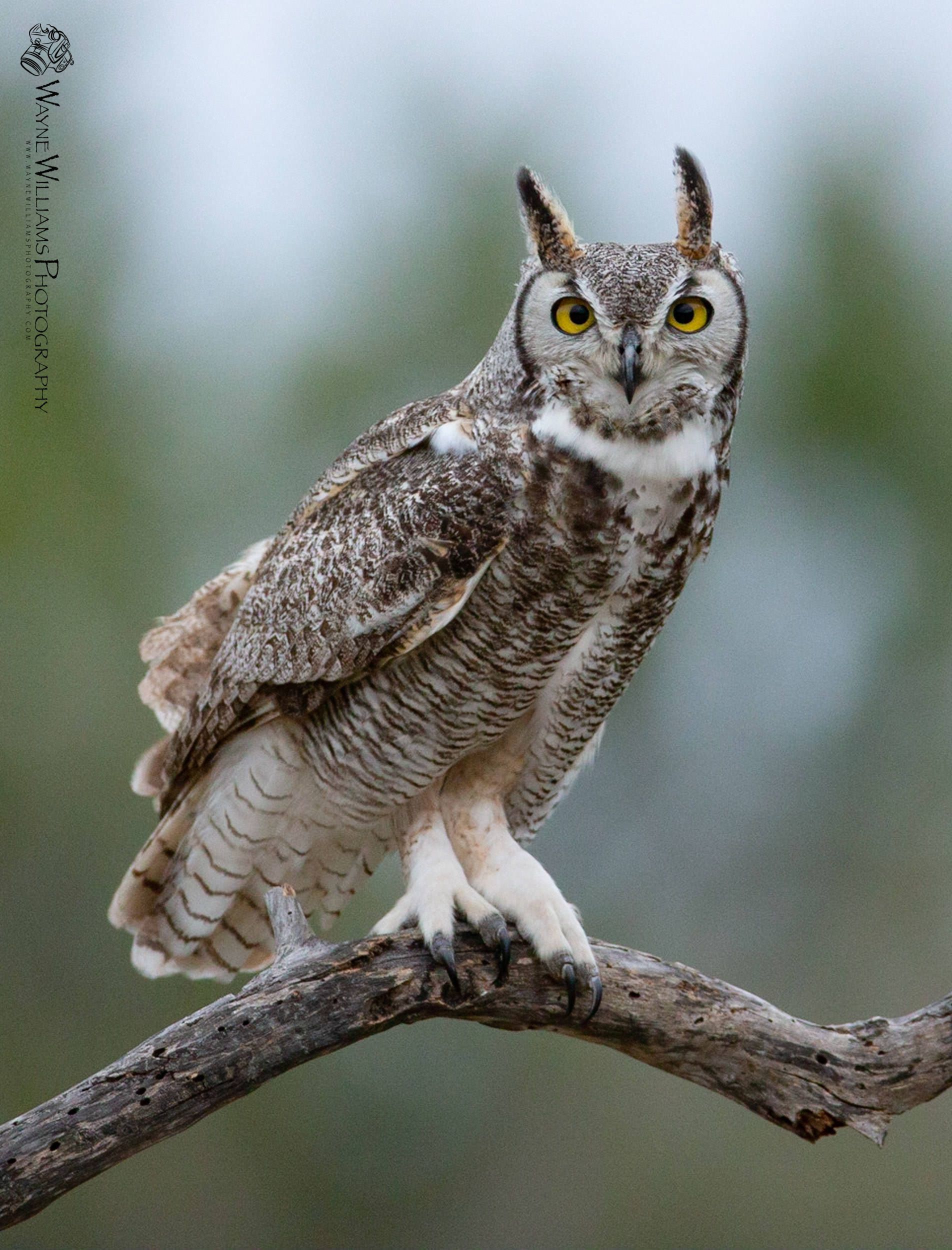 An owl with yellow eyes is perched on a tree branch