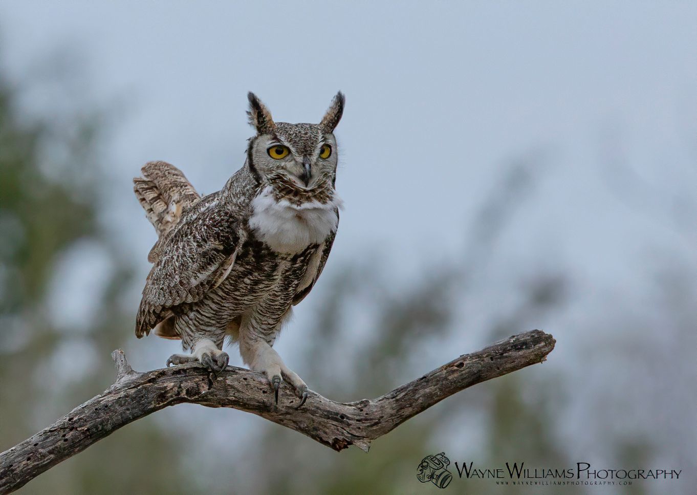 A great horned owl perched on a tree branch.