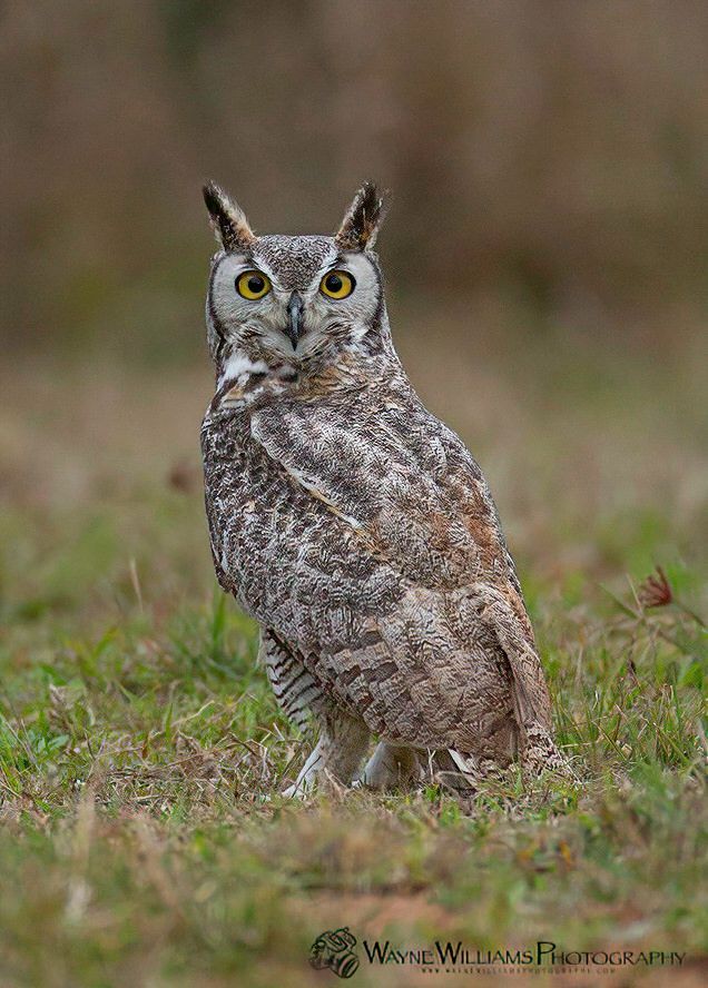 A great horned owl is sitting in the grass and looking at the camera.