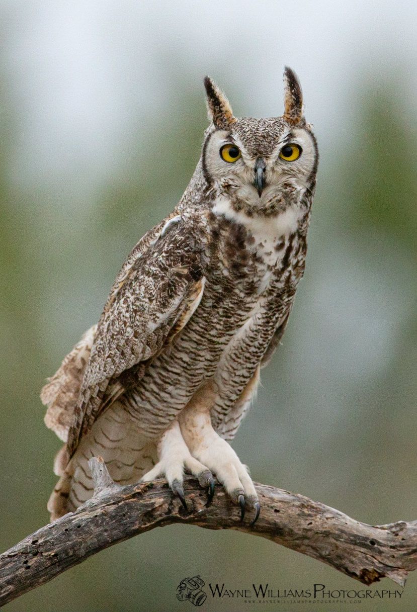 An owl is perched on a tree branch looking at the camera.