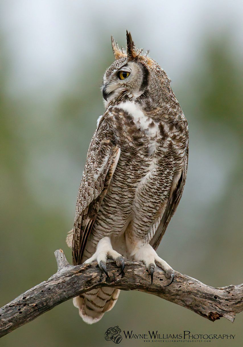 A large owl is perched on a tree branch.