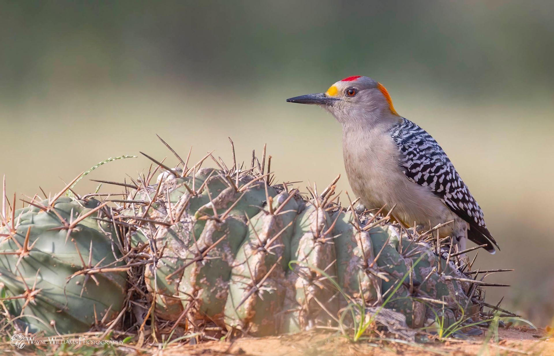 A bird is perched on top of a large cactus.