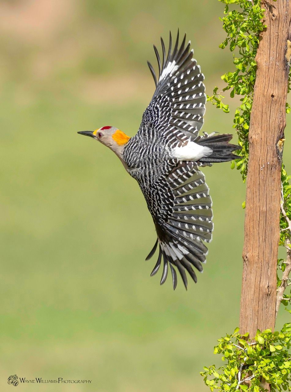 A bird is flying over a tree with its wings spread.