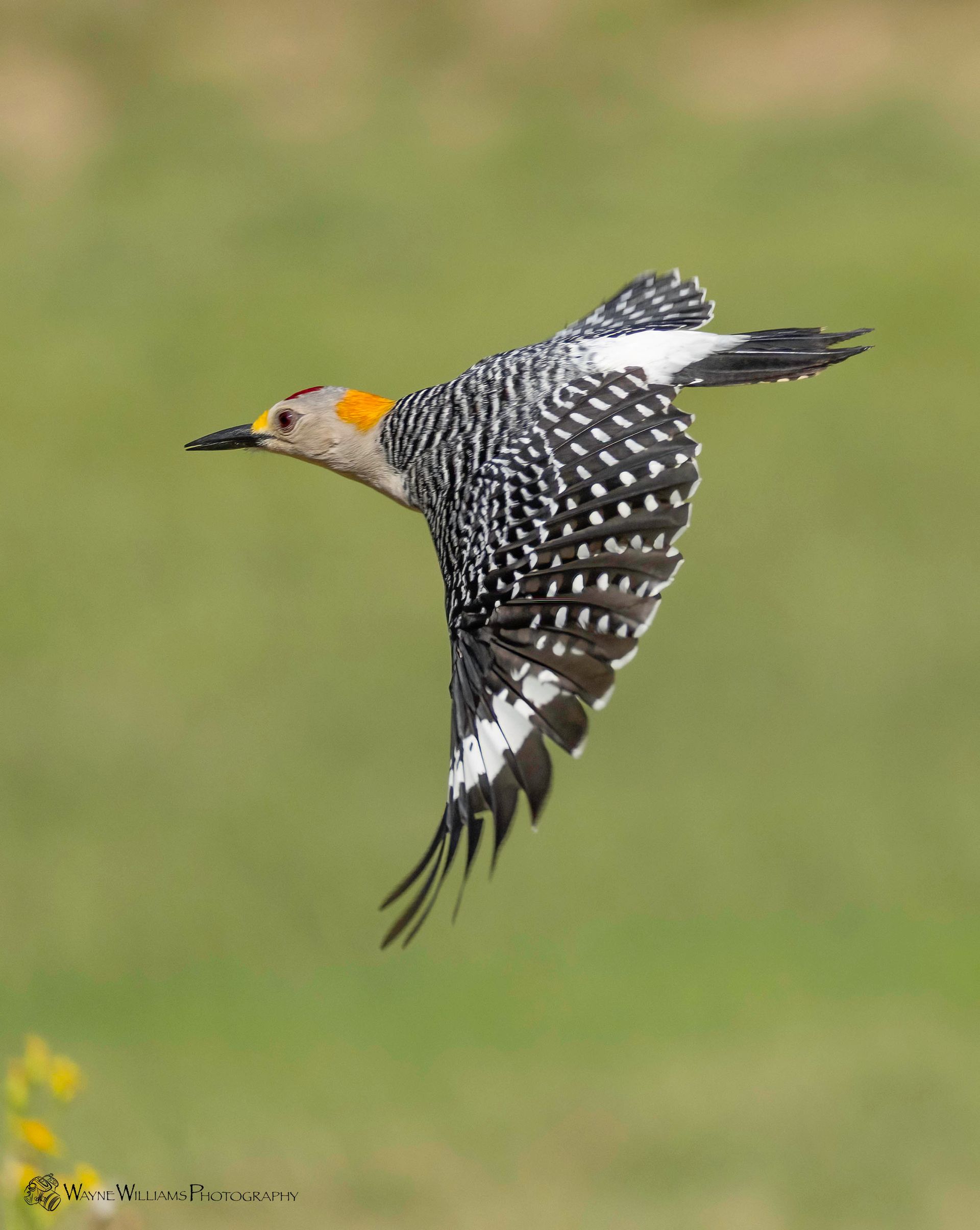 A bird with a yellow beak is flying in the air