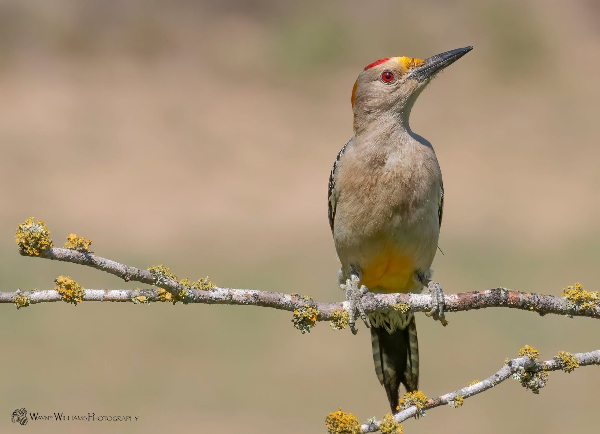 A woodpecker perched on a tree branch with yellow flowers.
