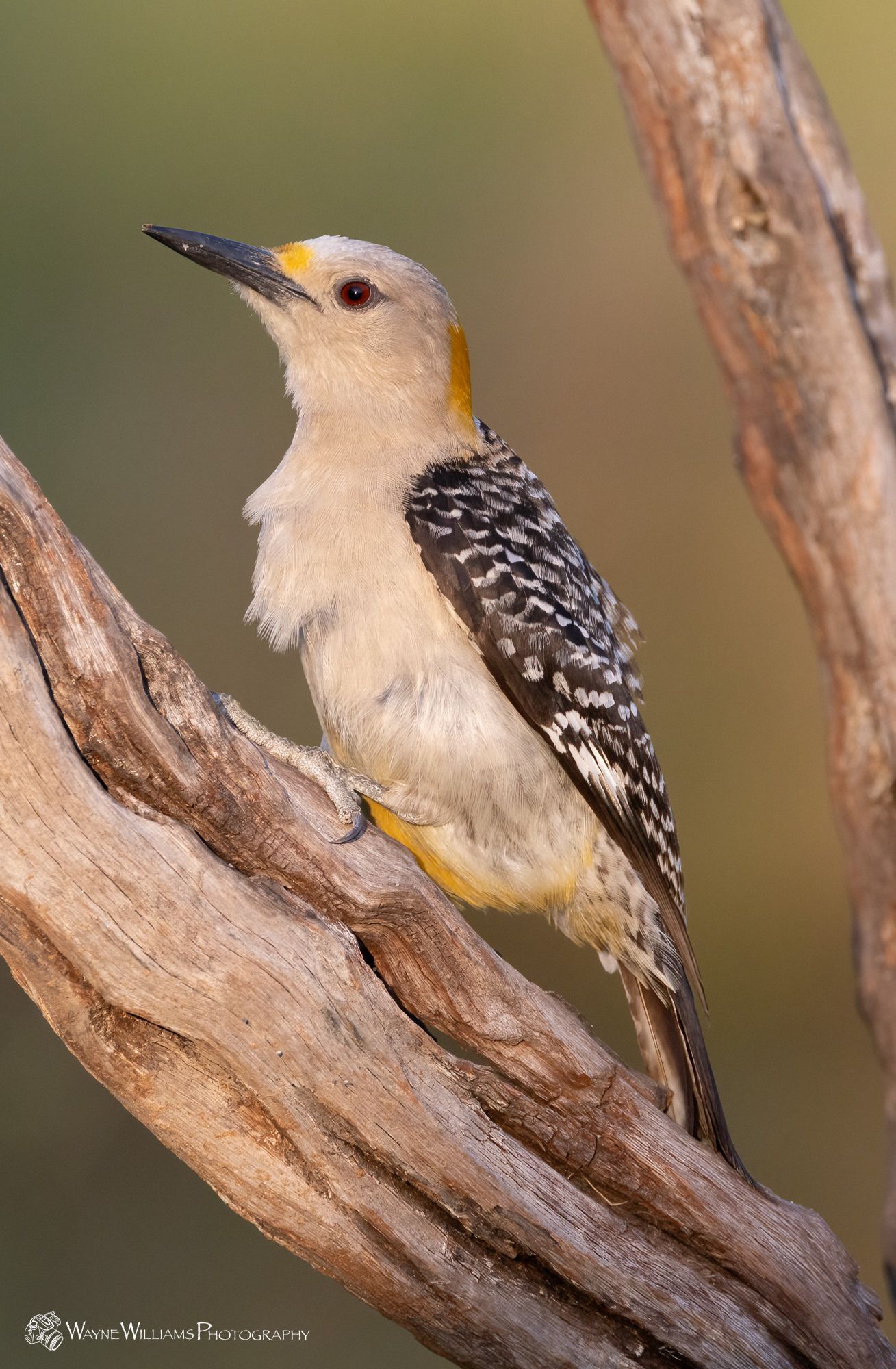 A yellow headed woodpecker perched on a tree branch.