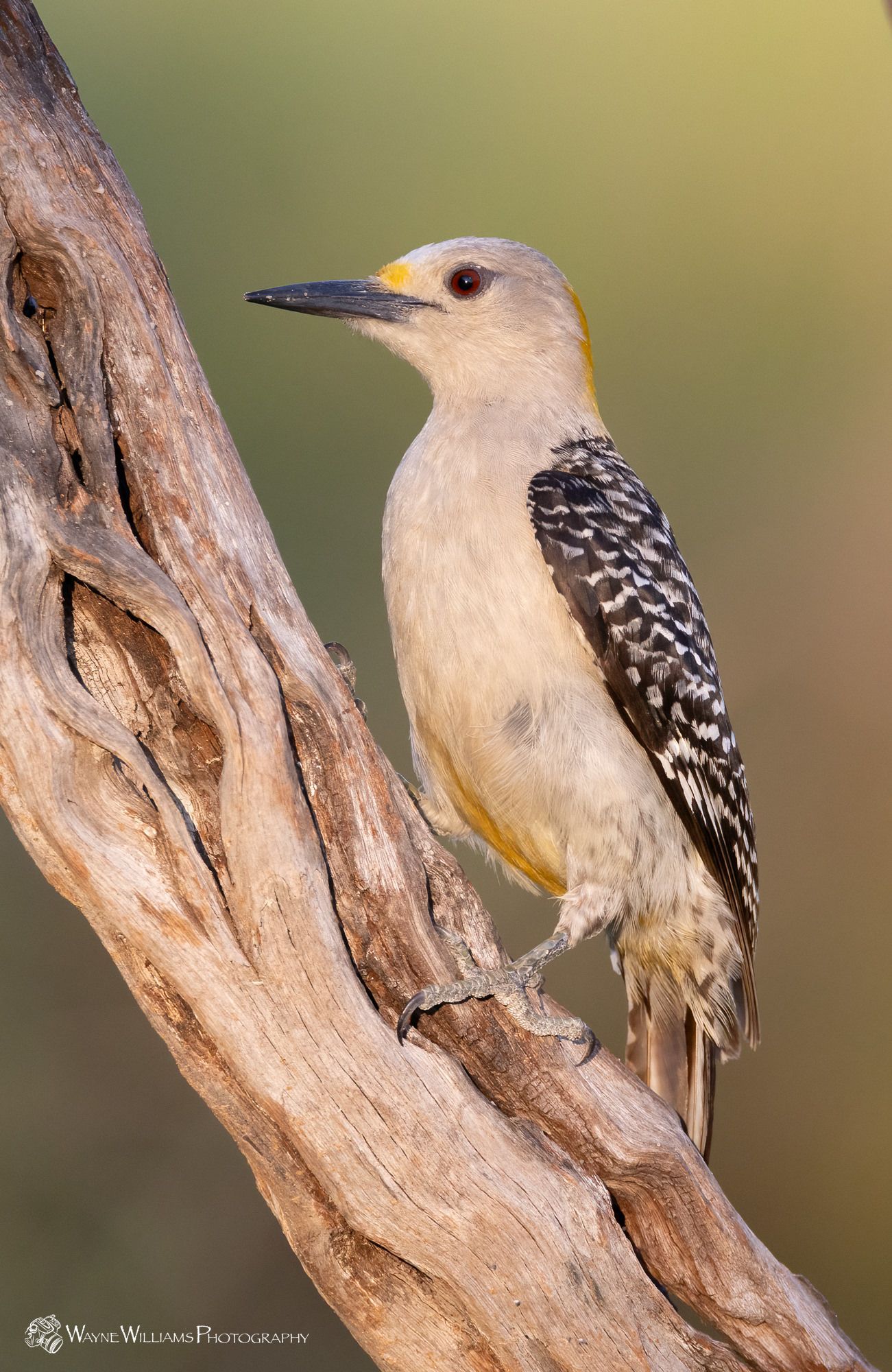 A woodpecker perched on a tree branch with a yellow beak.