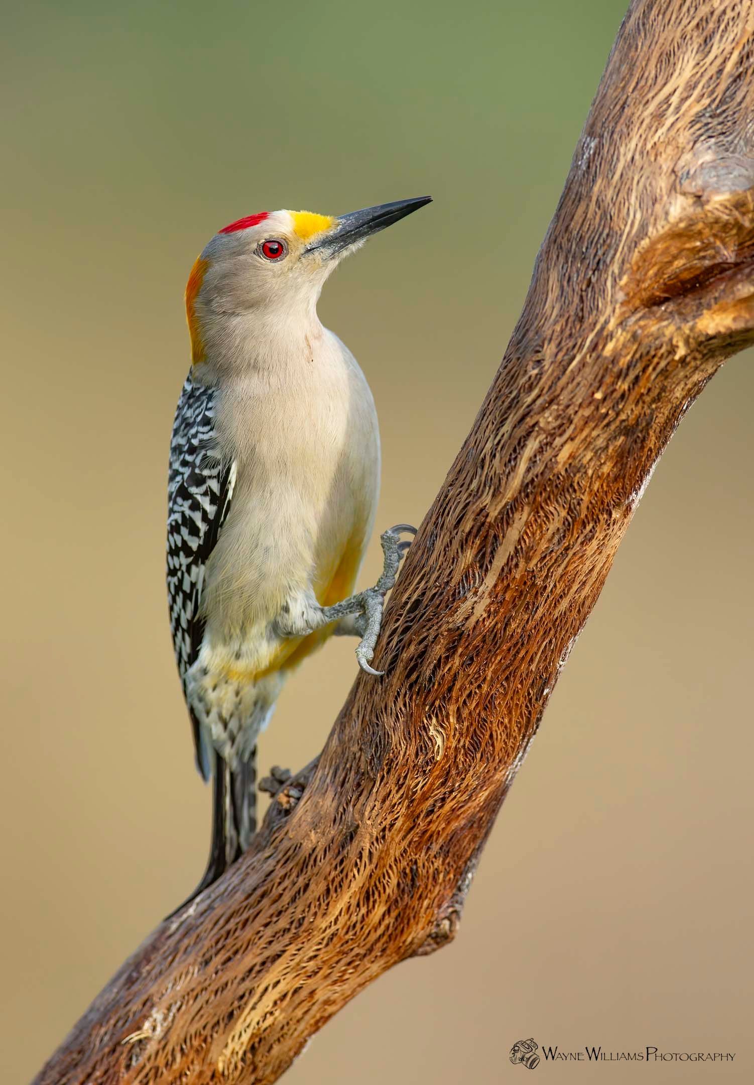 A yellow headed woodpecker perched on a tree branch