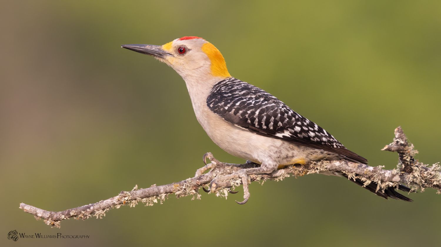 A yellow headed woodpecker perched on a tree branch.