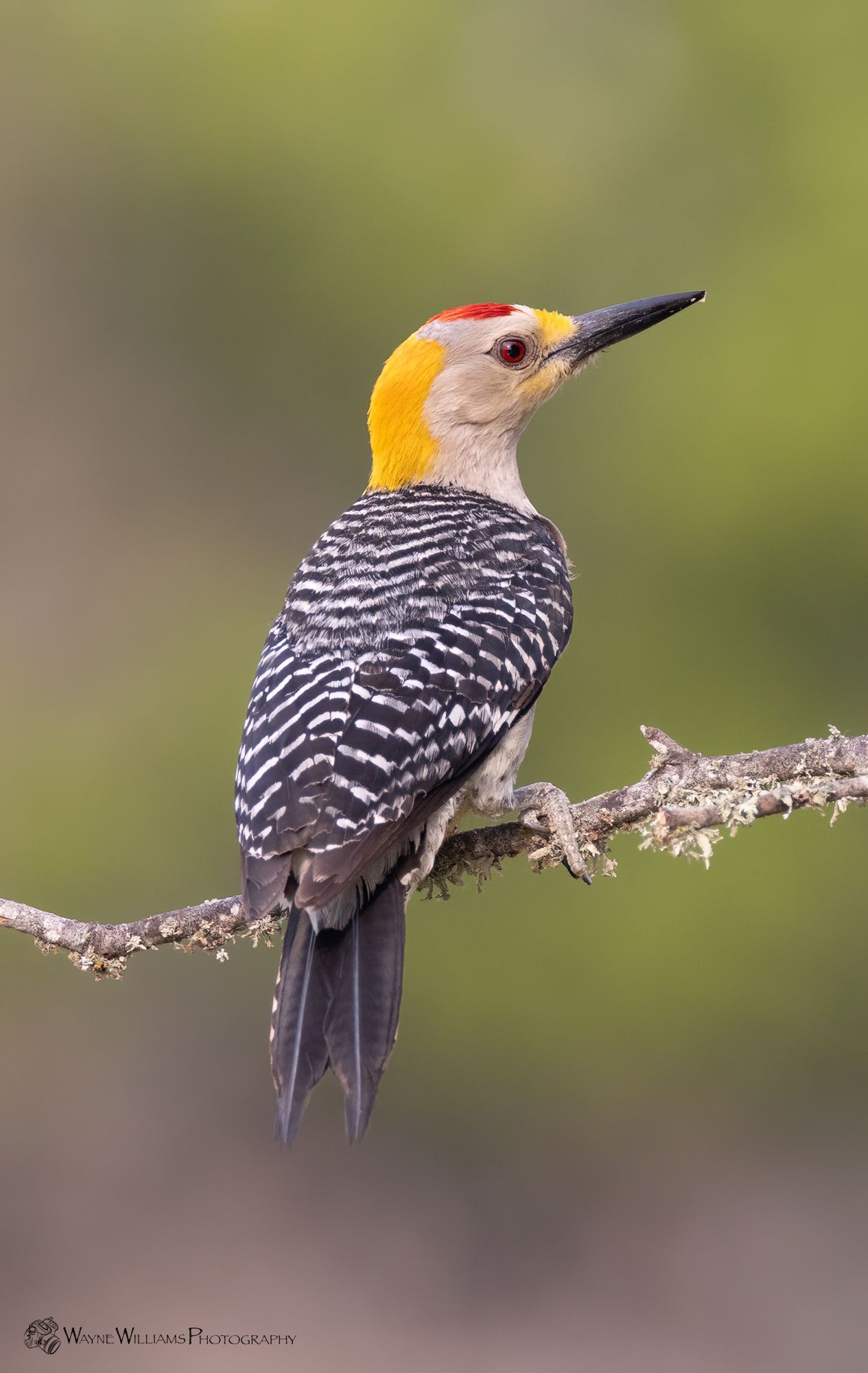 A yellow headed woodpecker perched on a tree branch.