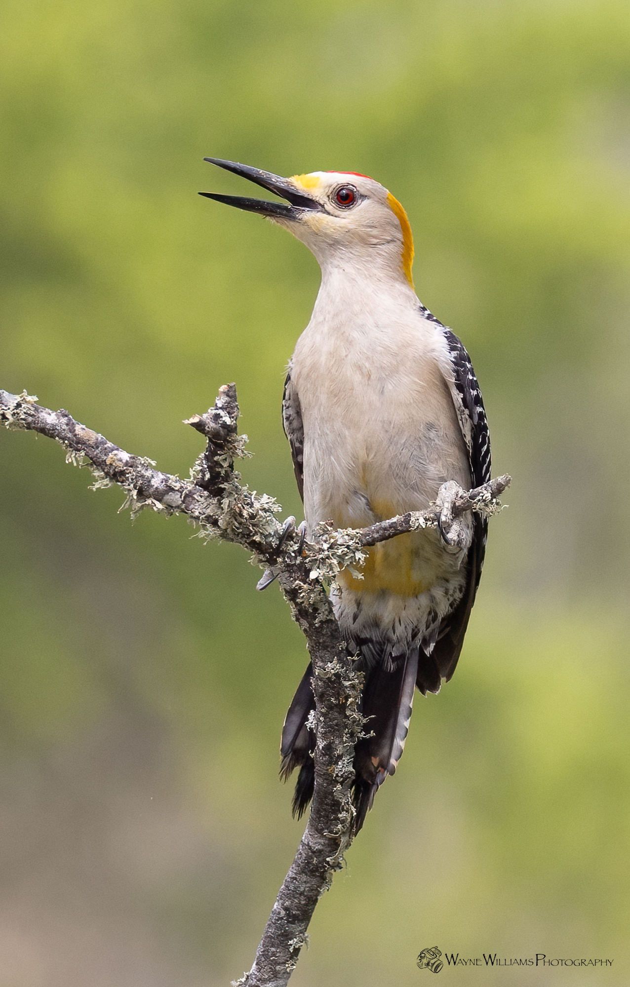 A woodpecker perched on a tree branch with its beak open.