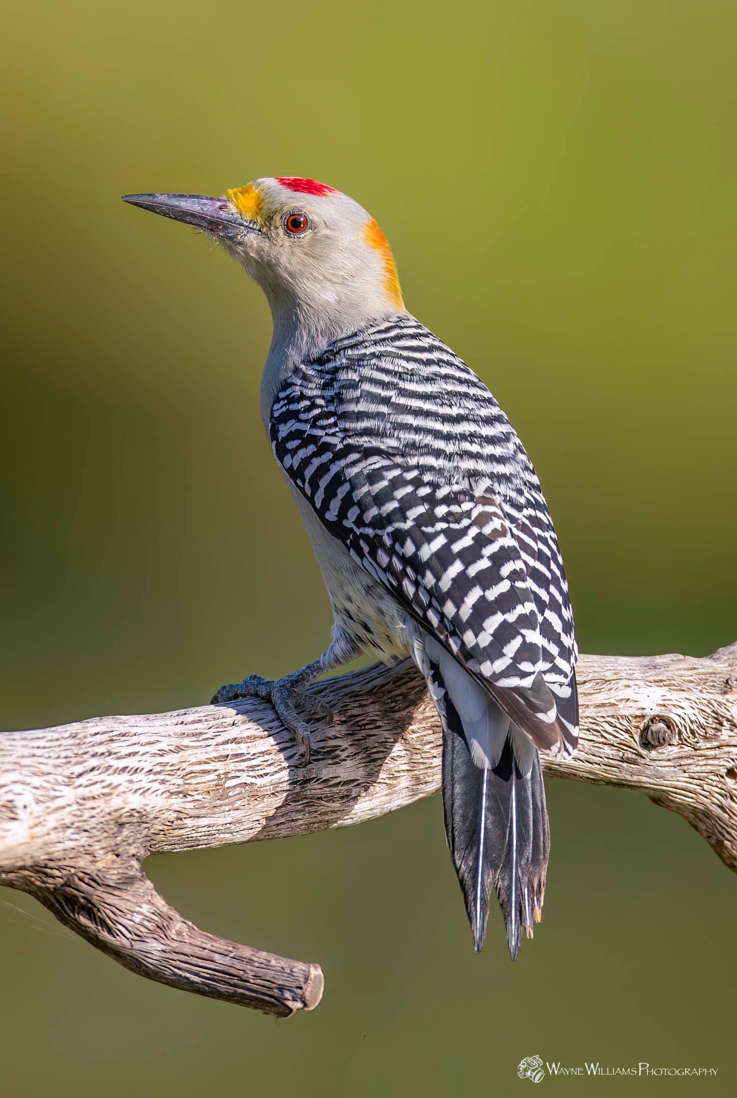 A black and white woodpecker perched on a tree branch.