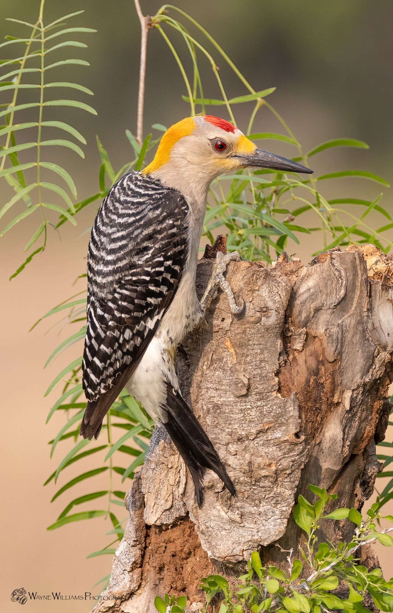 A yellow headed woodpecker perched on a tree stump.