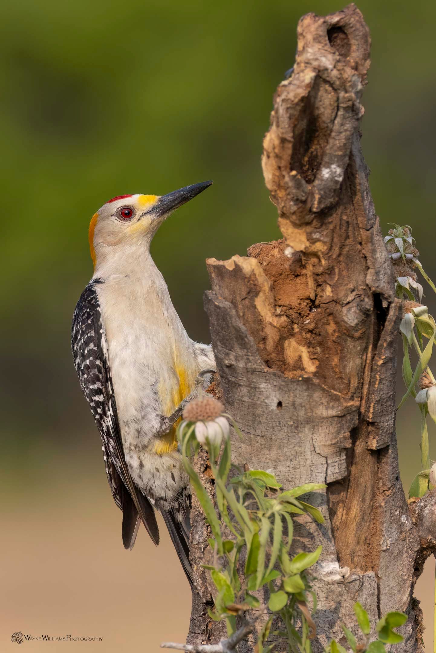 A woodpecker perched on top of a tree stump.