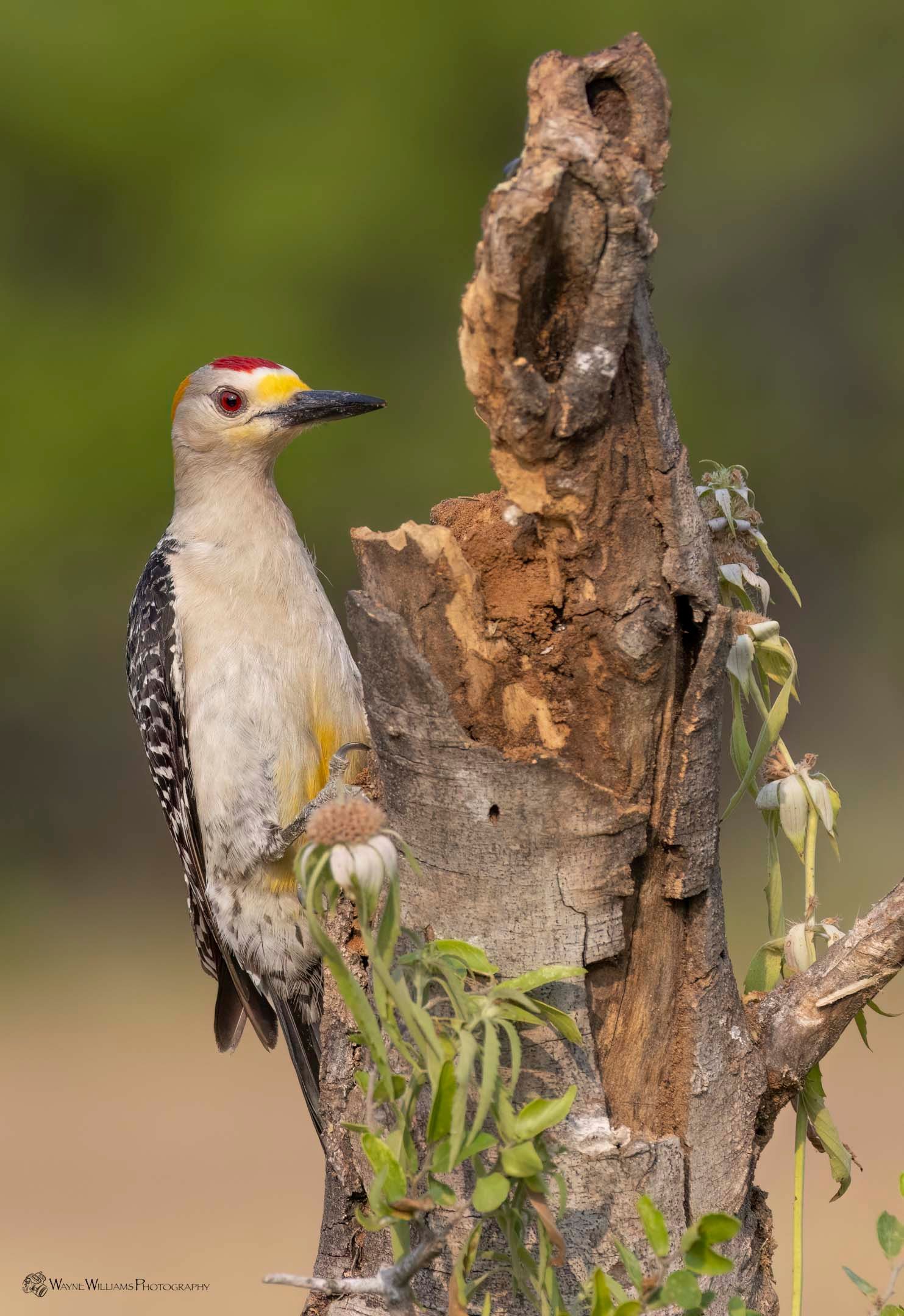 A woodpecker perched on top of a tree stump.