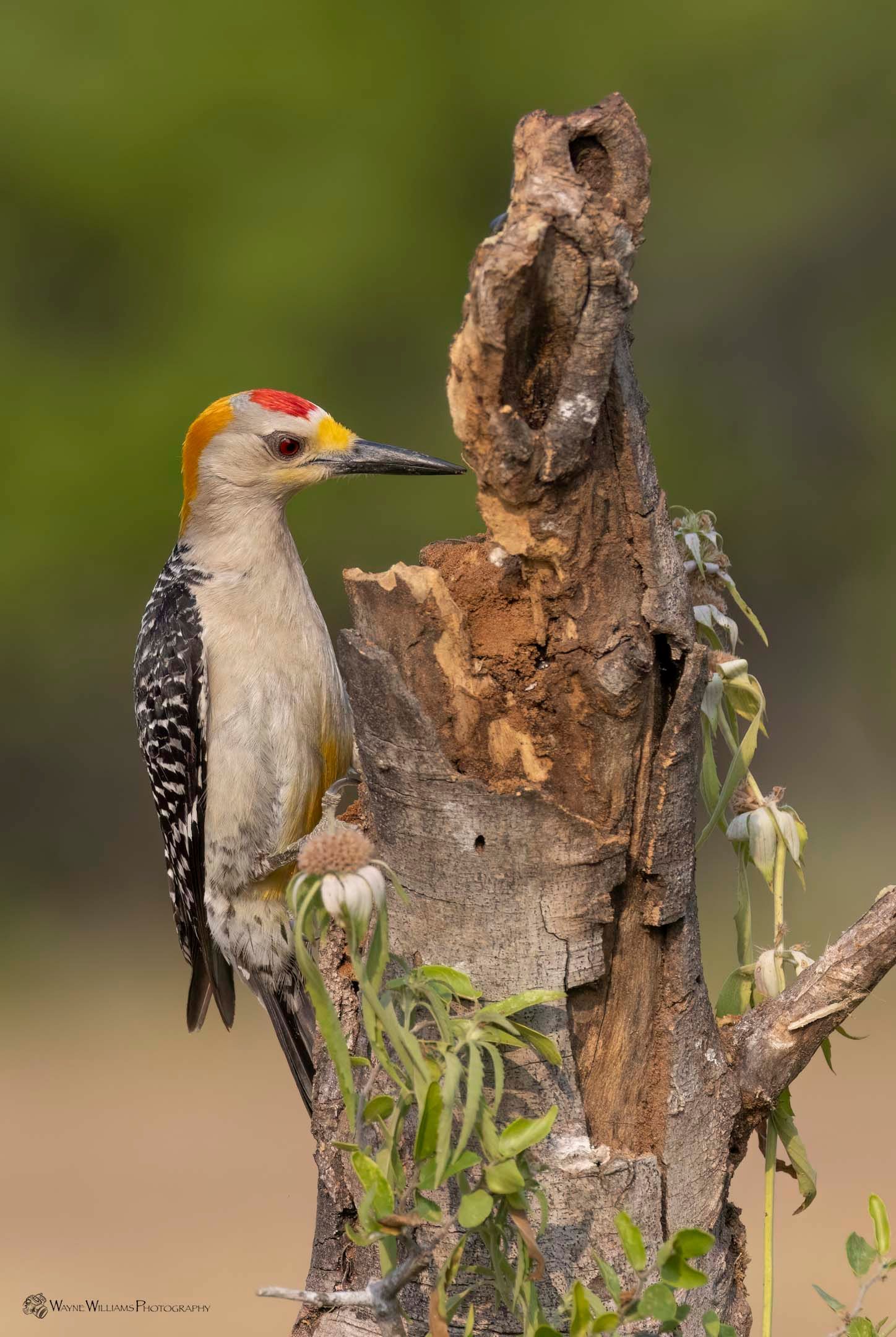 A woodpecker perched on top of a tree stump.