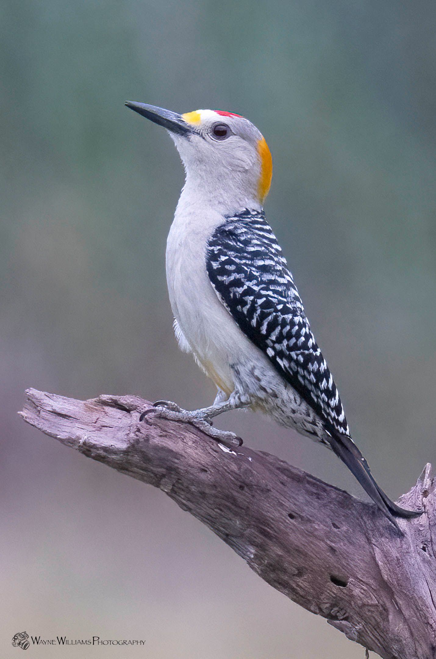 A yellow headed woodpecker perched on a tree branch.