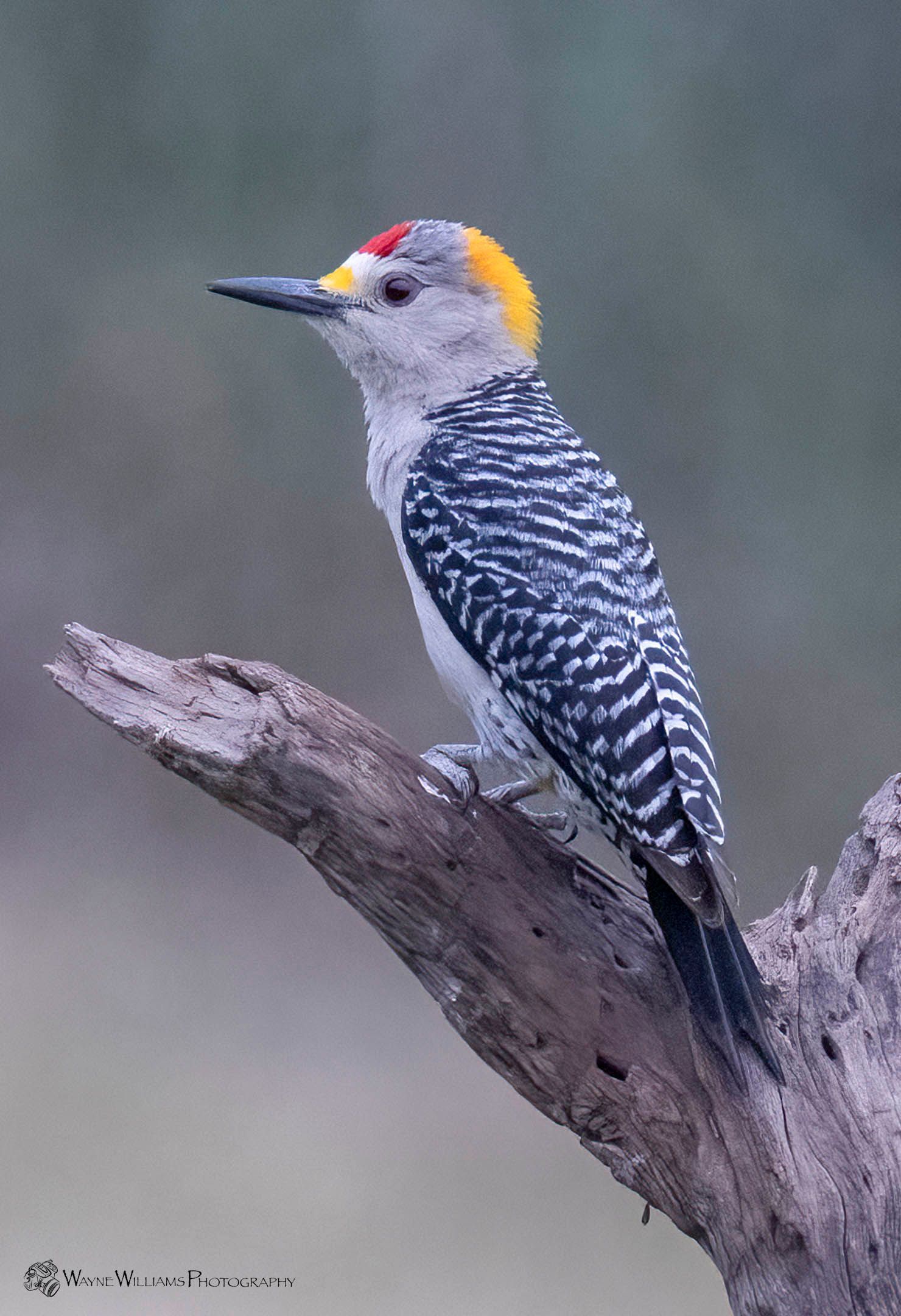A yellow headed woodpecker perched on a tree branch.