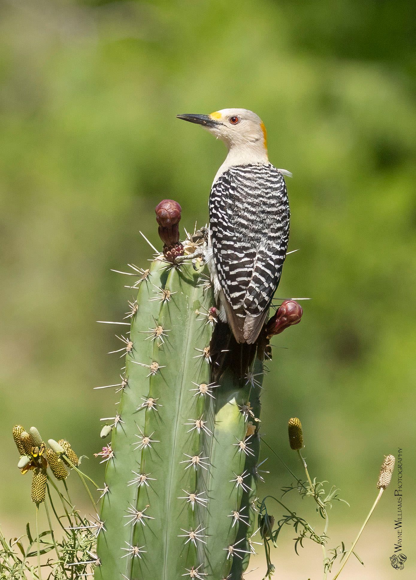 A bird is perched on top of a cactus.