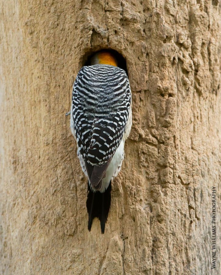 A bird is looking out of a hole in a tree