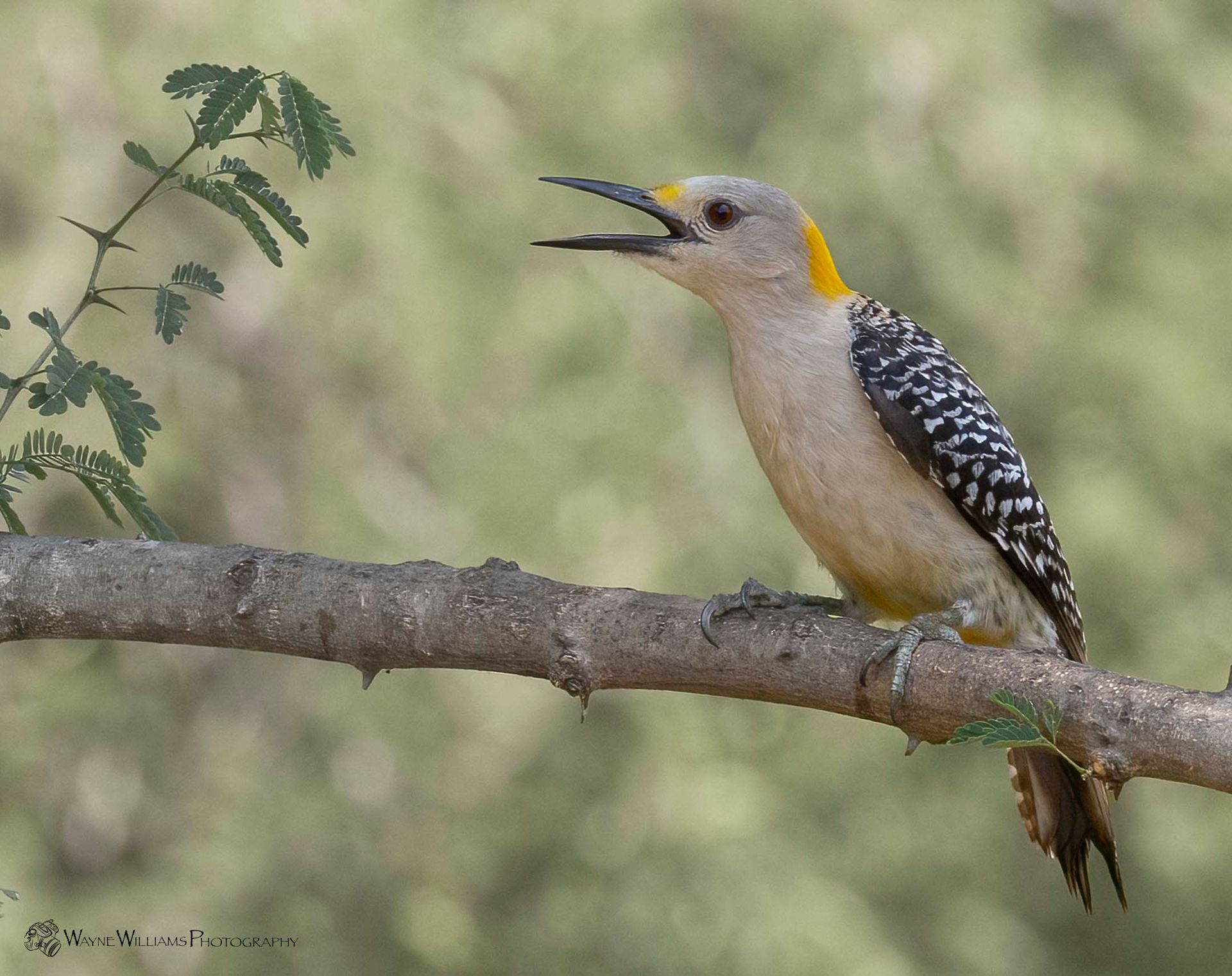 A yellow headed woodpecker perched on a tree branch