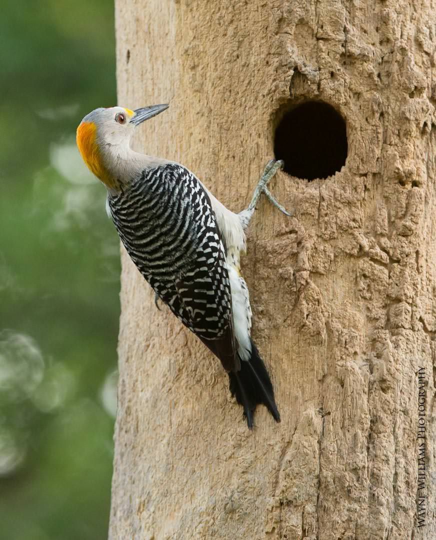 A yellow headed woodpecker is perched on a tree trunk.